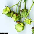 SpeciesSub: f. salicifolius